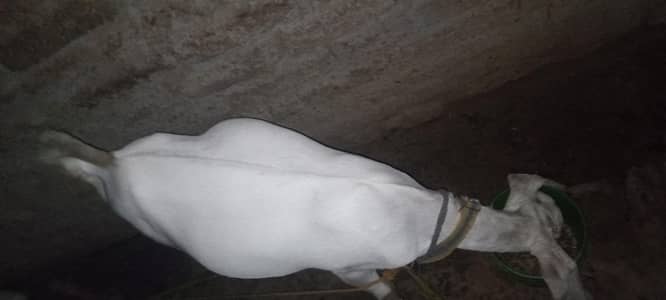 maki cheni white nasal ke bakri original