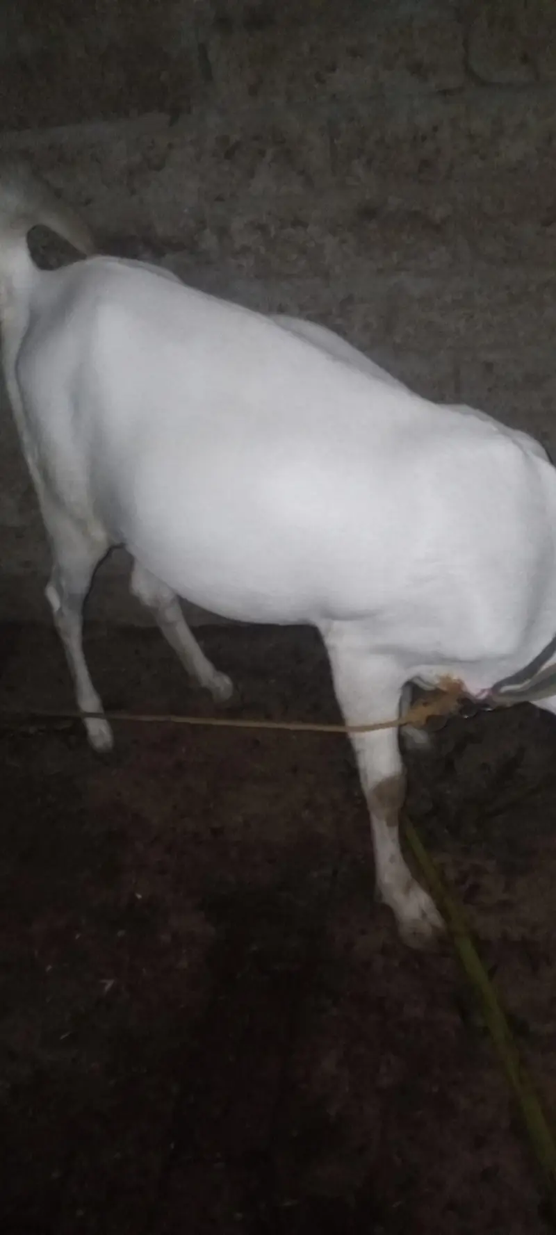 maki cheni white nasal ke bakri original — photo 2