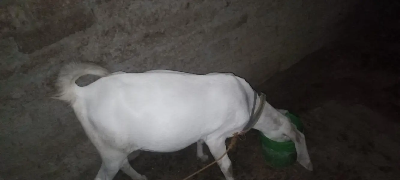 maki cheni white nasal ke bakri original — photo 3