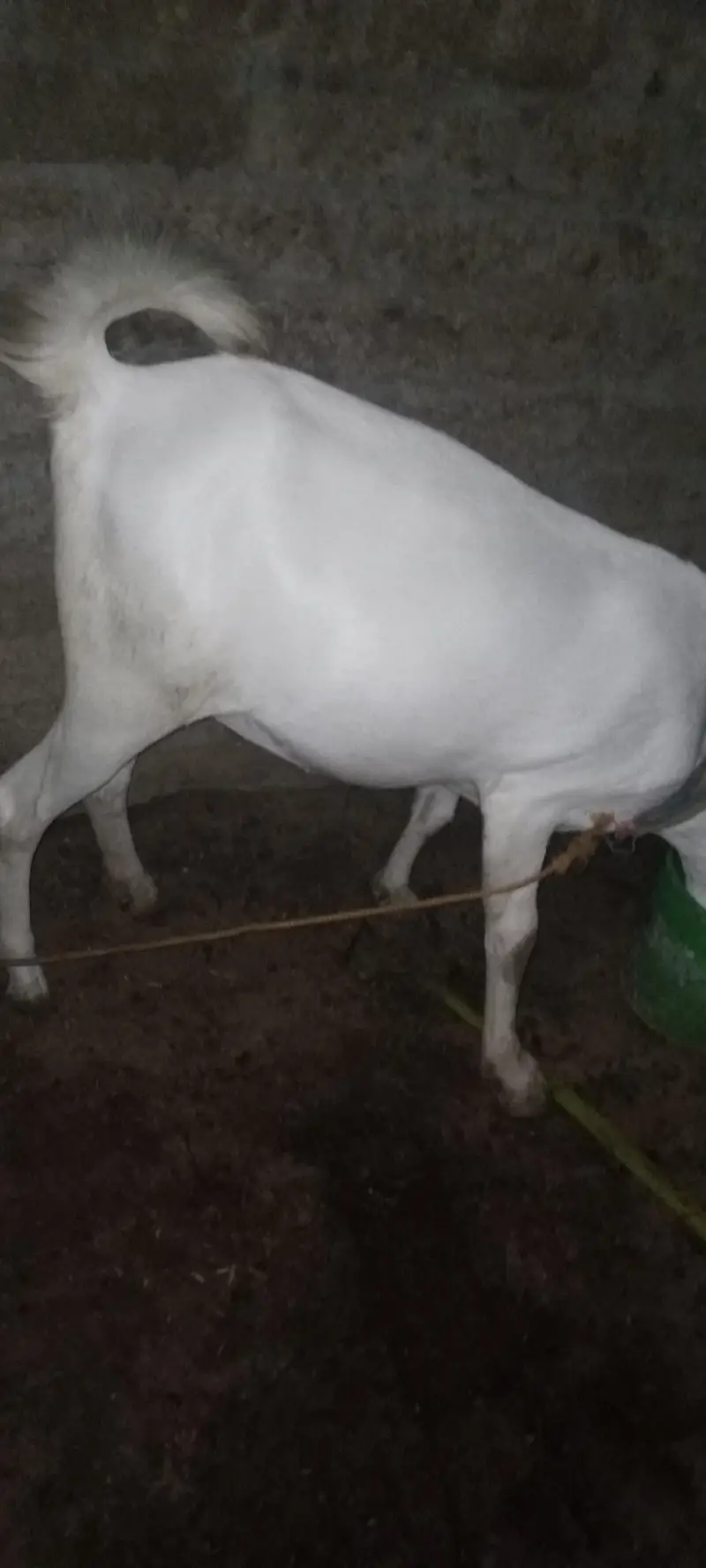 maki cheni white nasal ke bakri original — photo 4