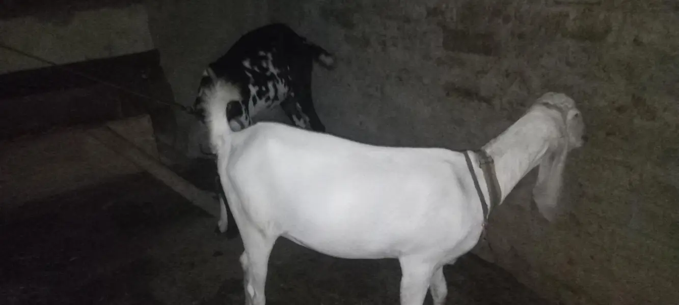 maki cheni white nasal ke bakri original — photo 5