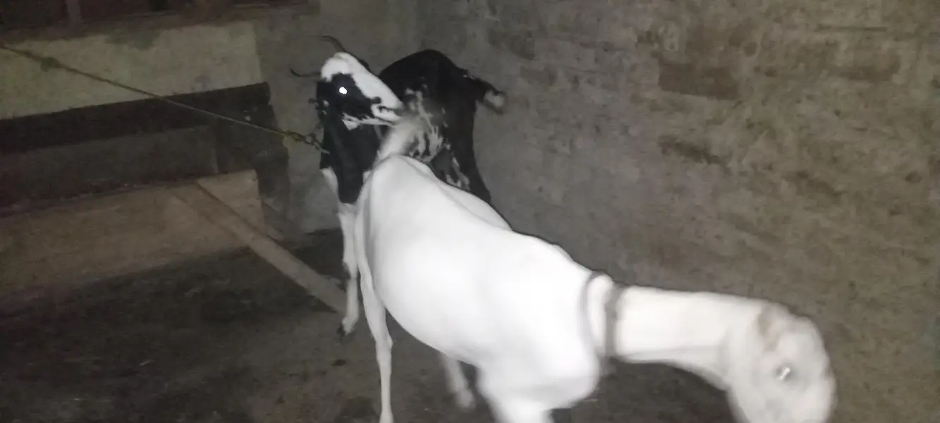 maki cheni white nasal ke bakri original — photo 6