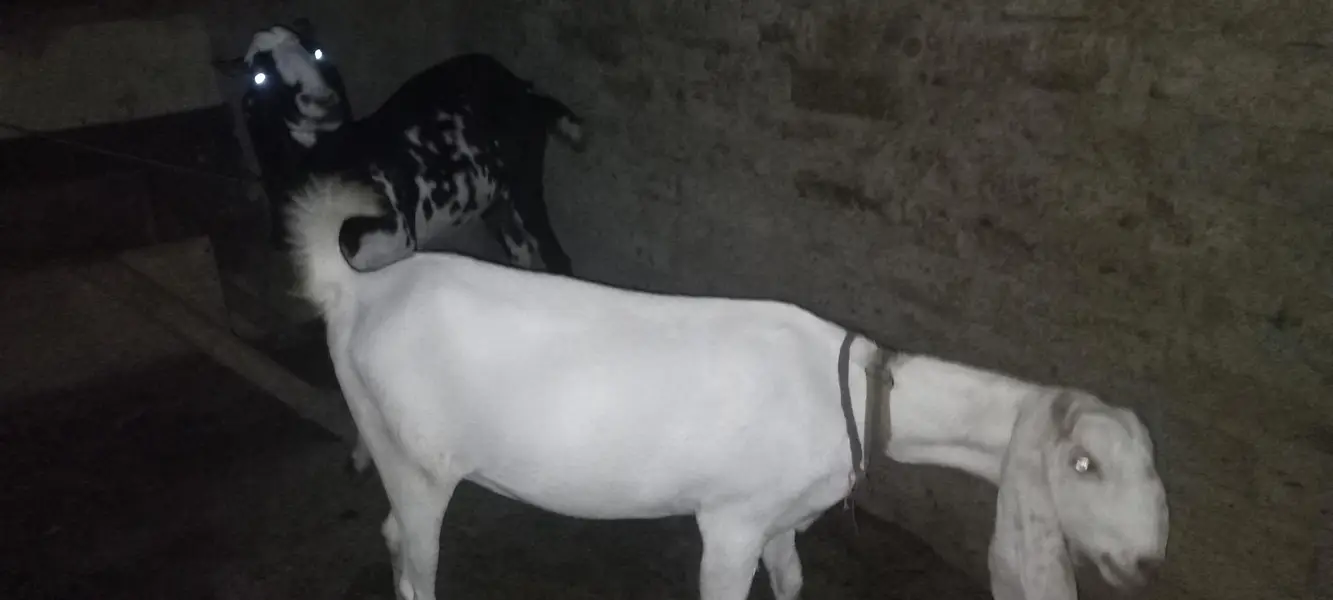 maki cheni white nasal ke bakri original — photo 7