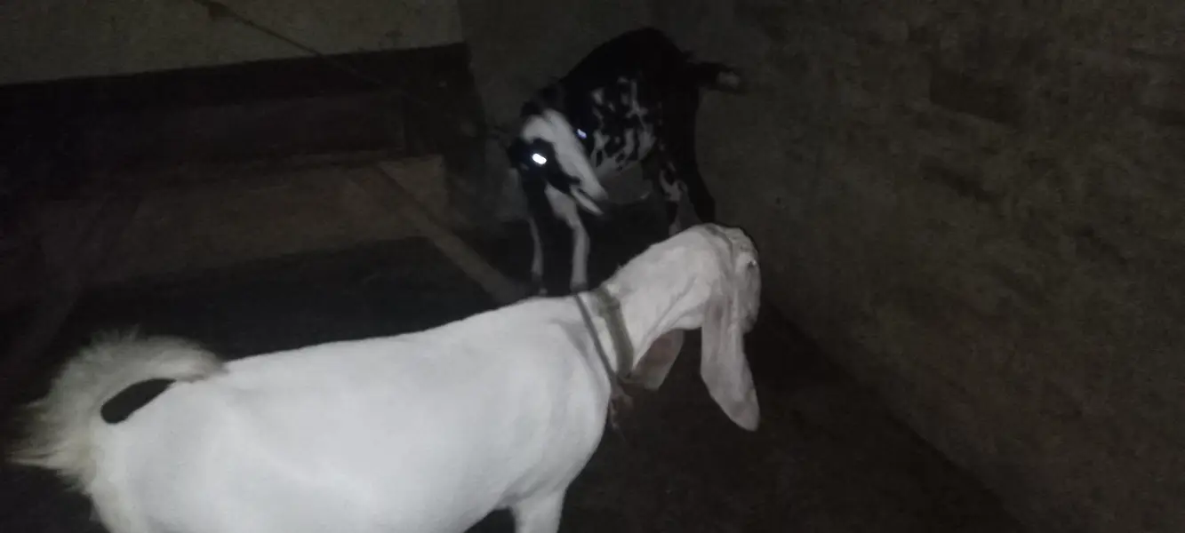 maki cheni white nasal ke bakri original — photo 8