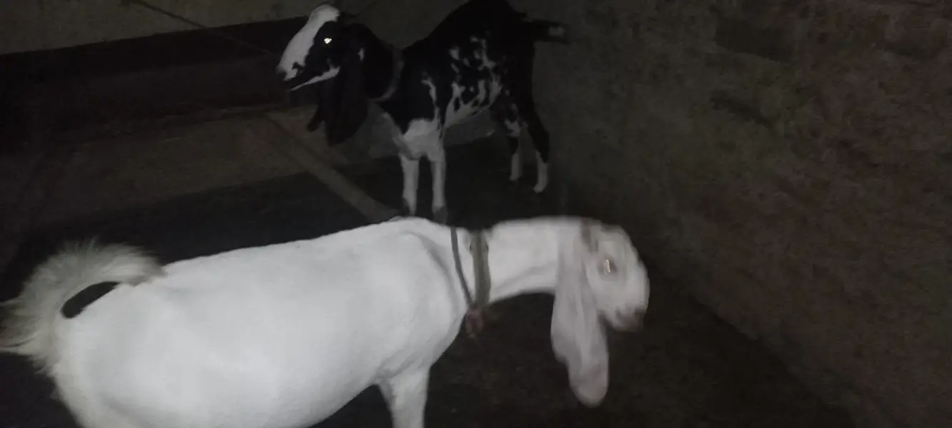 maki cheni white nasal ke bakri original — photo 9