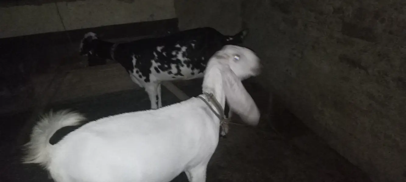 maki cheni white nasal ke bakri original — photo 10