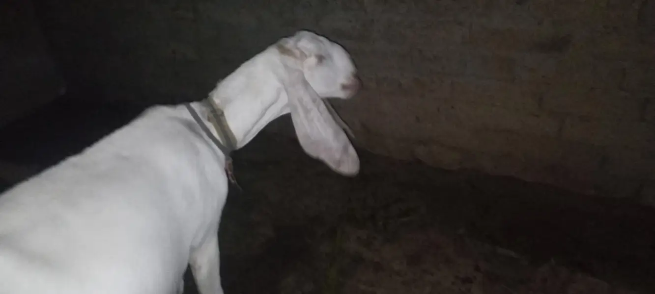 maki cheni white nasal ke bakri original — photo 11