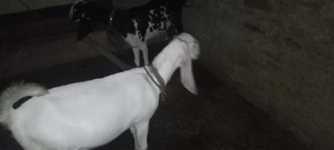 maki cheni white nasal ke bakri original — photo 12