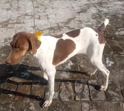 pointer female dog for sale