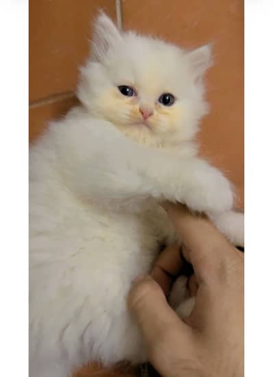 Kitten for sell