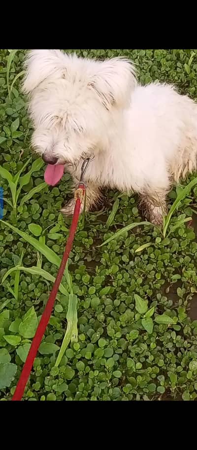 poodle female