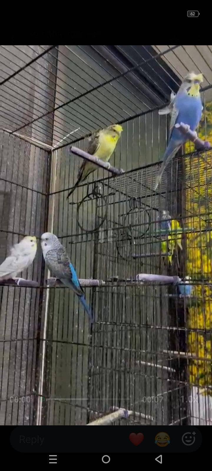 MUTATION BUDGIES 0