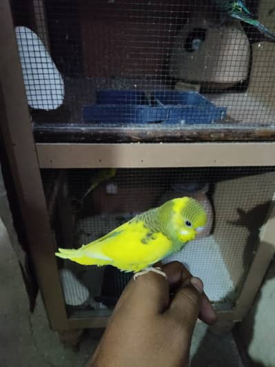Australian budgies