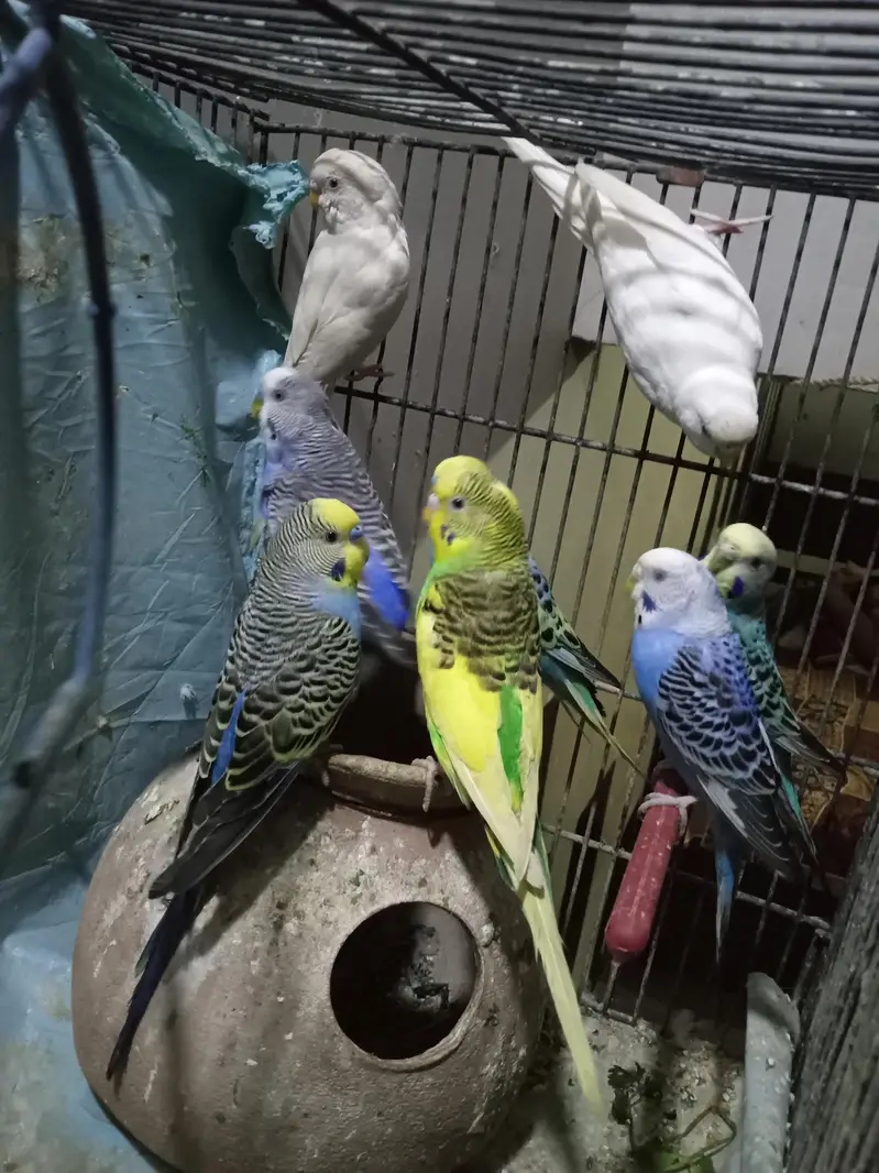 Australian budgies — photo 2