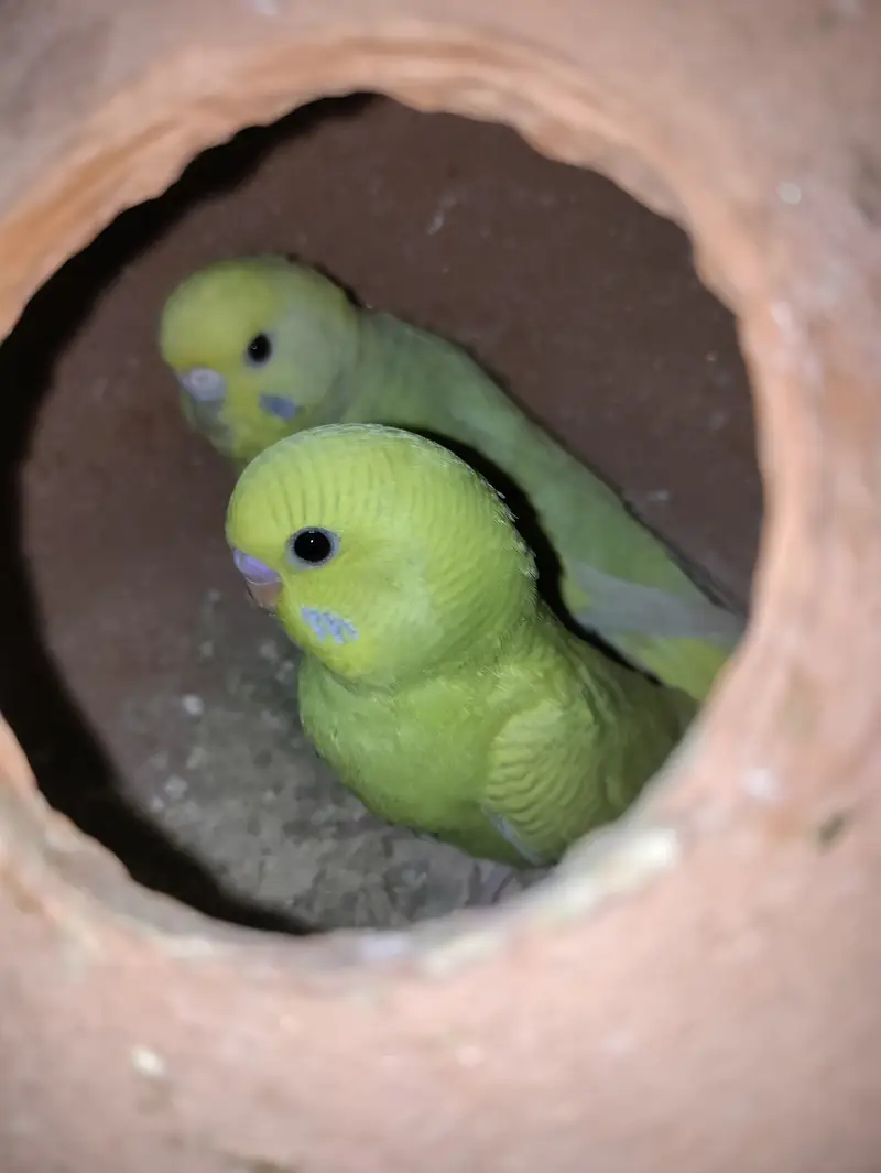 Australian budgies — photo 3
