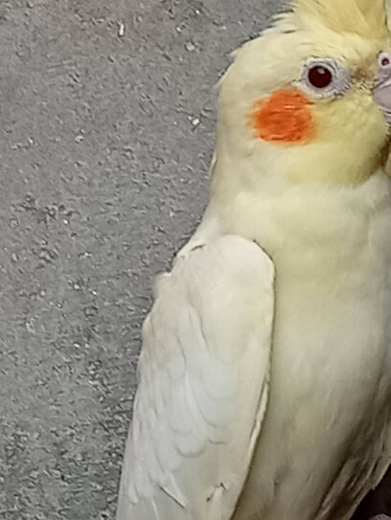 خوبصورت اور صحت مند کاکاٹیوز برڈز برائےفروخت مختلف کلر مختلف بریڈ 1