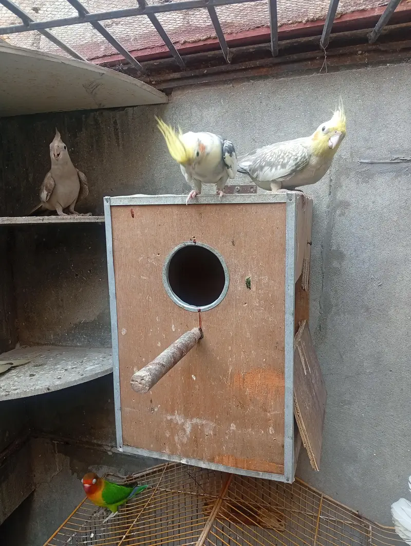 خوبصورت اور صحت مند کاکاٹیوز برڈز برائےفروخت مختلف کلر مختلف بریڈ — photo 3