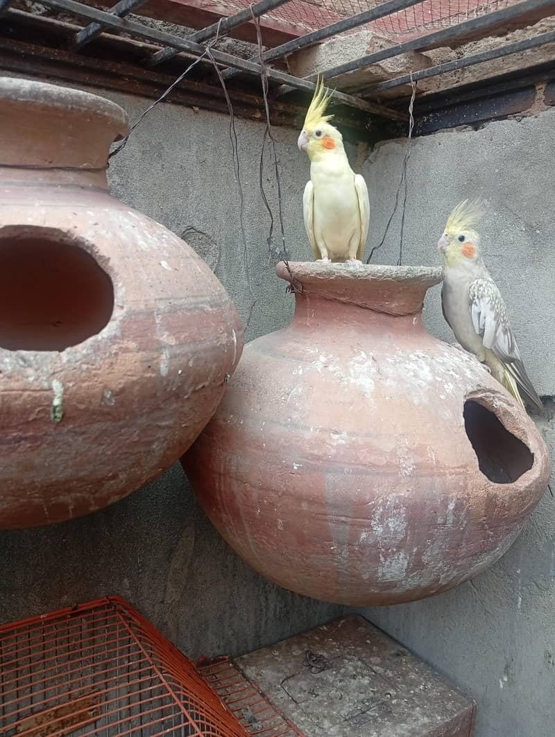 خوبصورت اور صحت مند کاکاٹیوز برڈز برائےفروخت مختلف کلر مختلف بریڈ 3