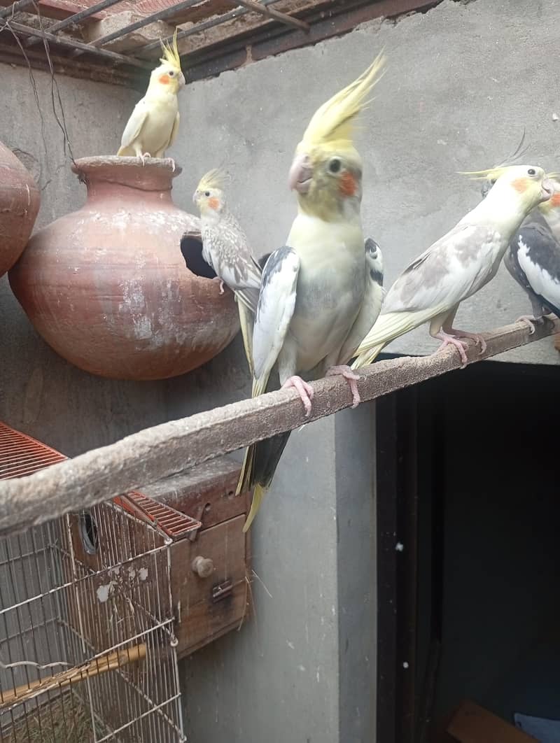 خوبصورت اور صحت مند کاکاٹیوز برڈز برائےفروخت مختلف کلر مختلف بریڈ 4