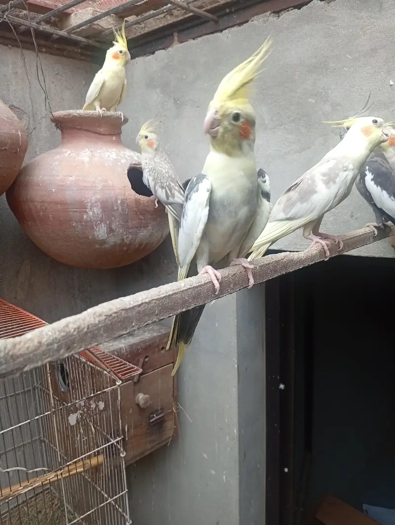 خوبصورت اور صحت مند کاکاٹیوز برڈز برائےفروخت مختلف کلر مختلف بریڈ — photo 5