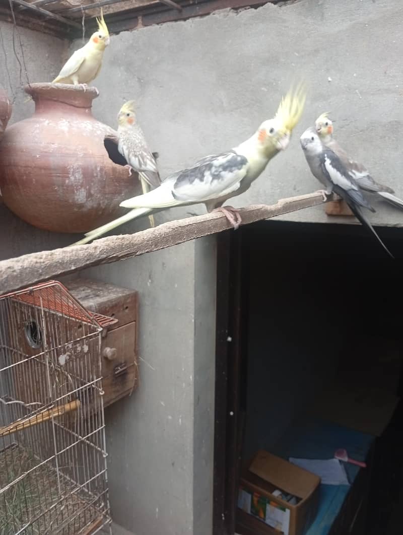 خوبصورت اور صحت مند کاکاٹیوز برڈز برائےفروخت مختلف کلر مختلف بریڈ 5