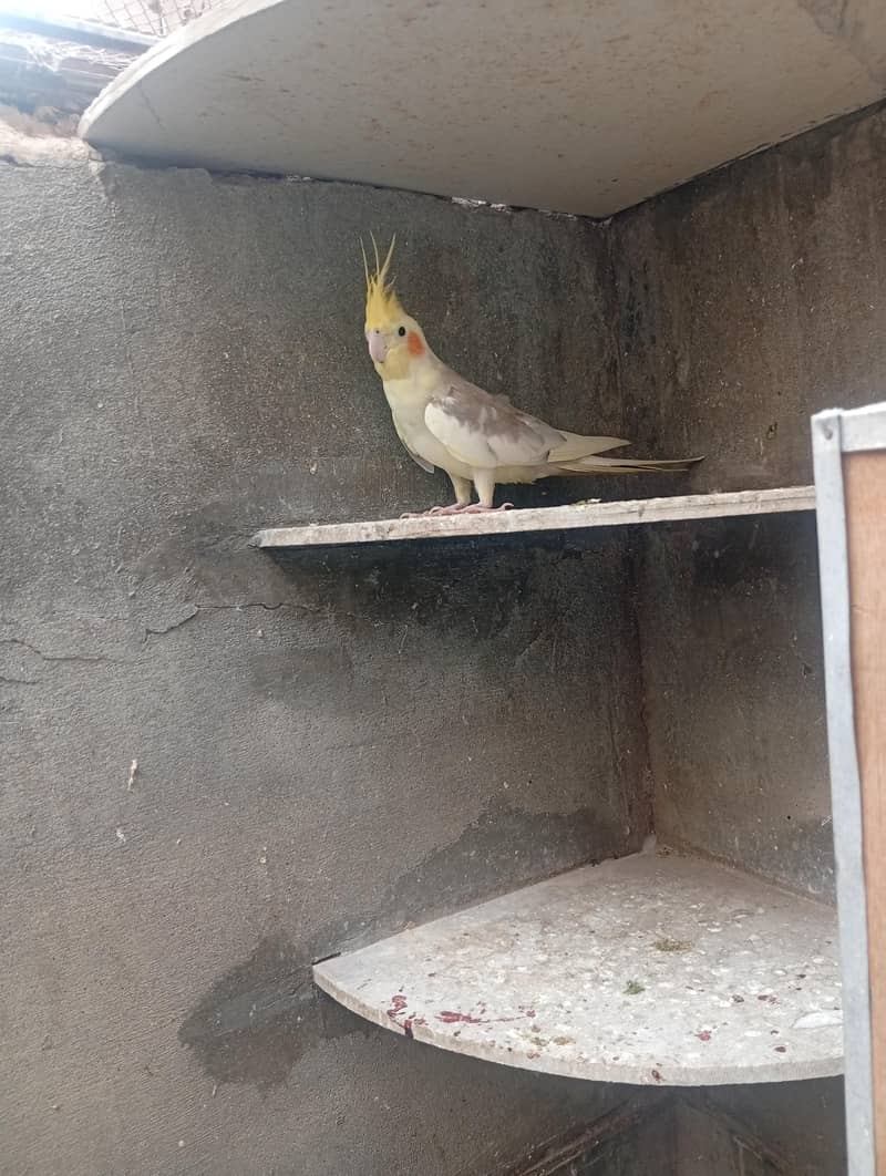 خوبصورت اور صحت مند کاکاٹیوز برڈز برائےفروخت مختلف کلر مختلف بریڈ 6