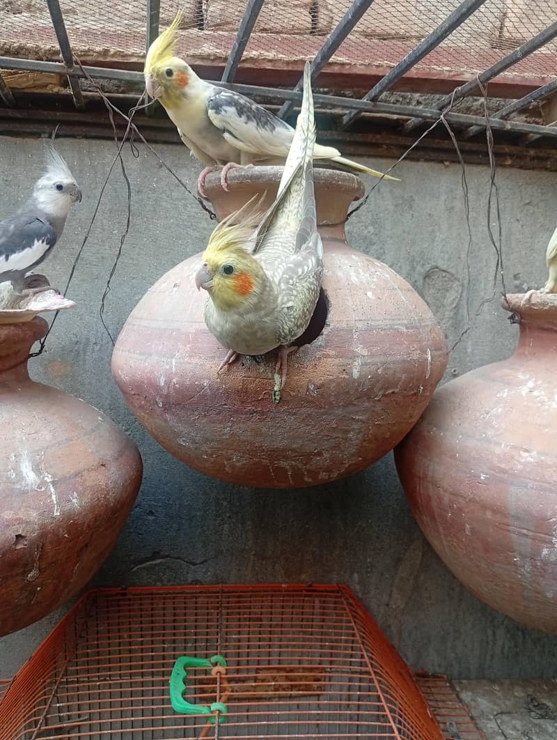 خوبصورت اور صحت مند کاکاٹیوز برڈز برائےفروخت مختلف کلر مختلف بریڈ 7