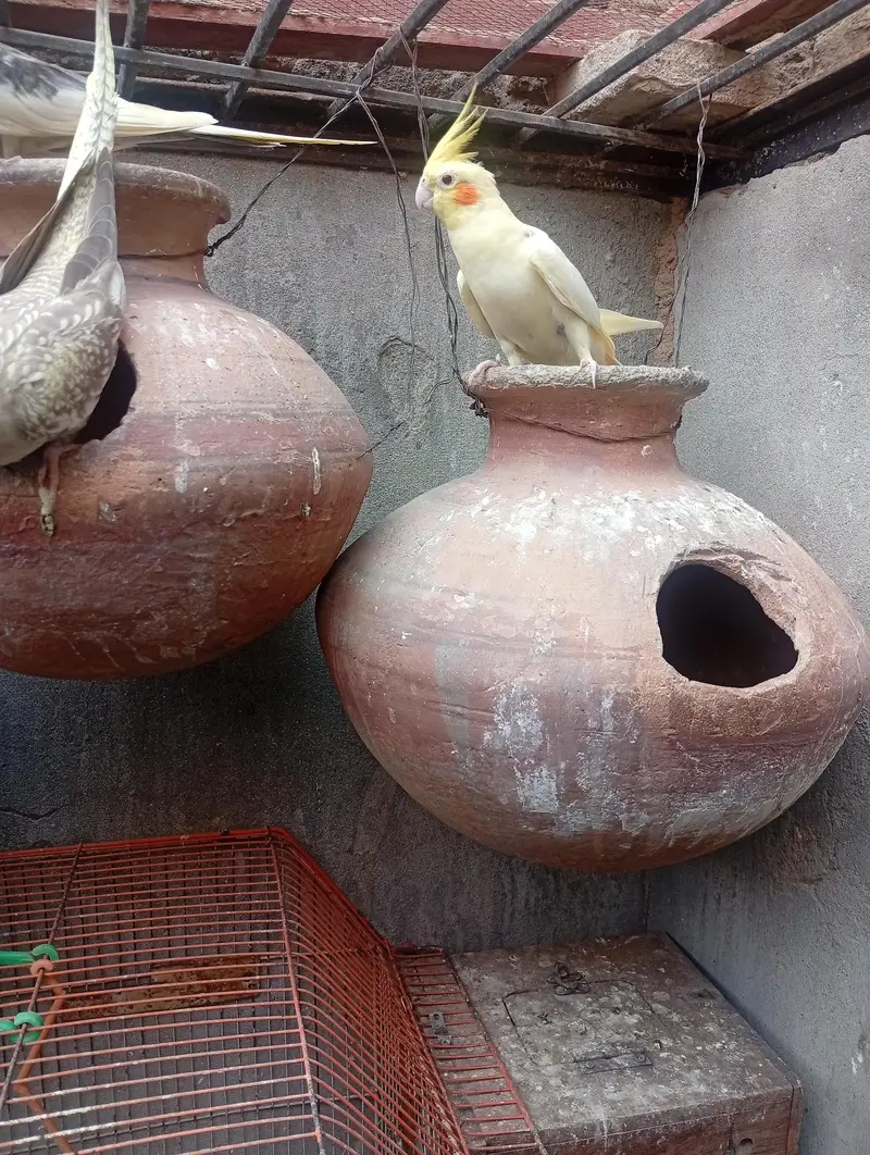 خوبصورت اور صحت مند کاکاٹیوز برڈز برائےفروخت مختلف کلر مختلف بریڈ — photo 9
