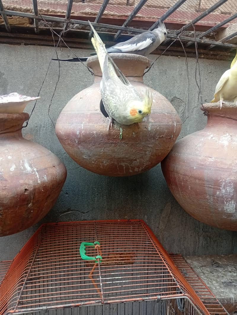 خوبصورت اور صحت مند کاکاٹیوز برڈز برائےفروخت مختلف کلر مختلف بریڈ 9
