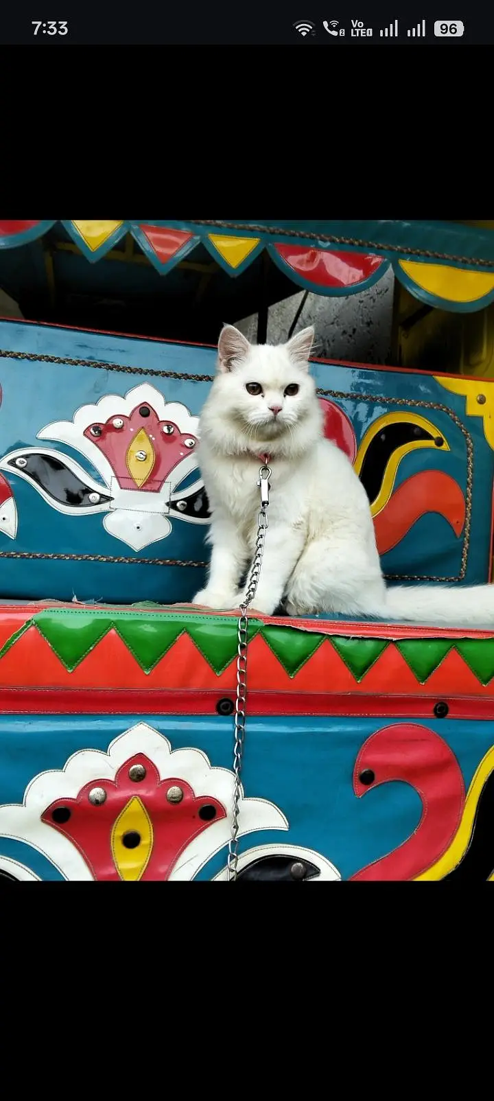 Cat for Sale — photo 4