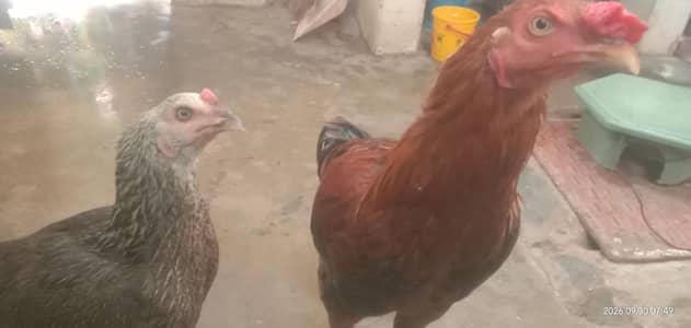 Selling Pair of Hens