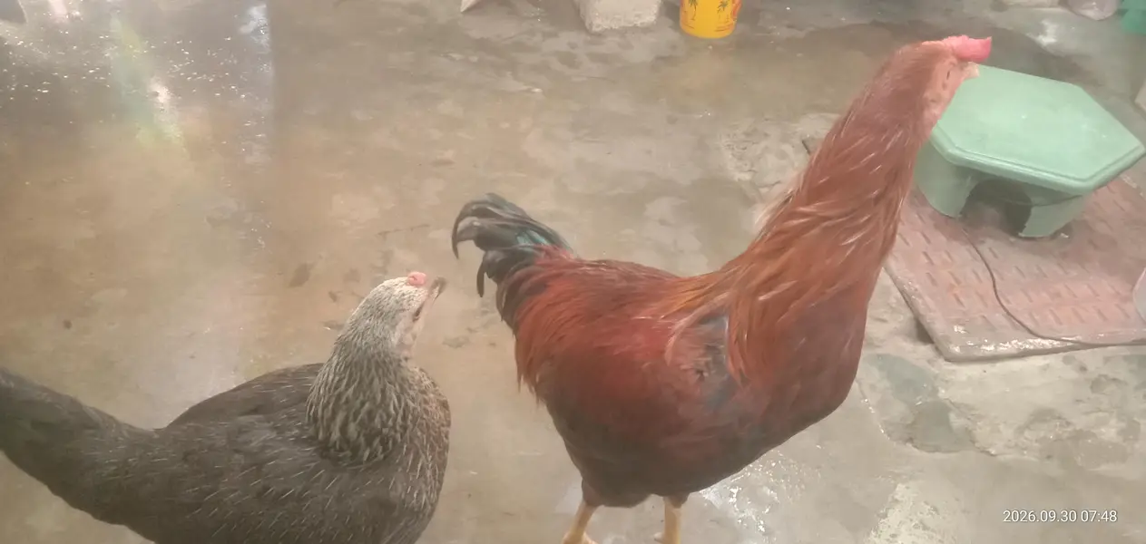 Selling Pair of Hens — photo 2