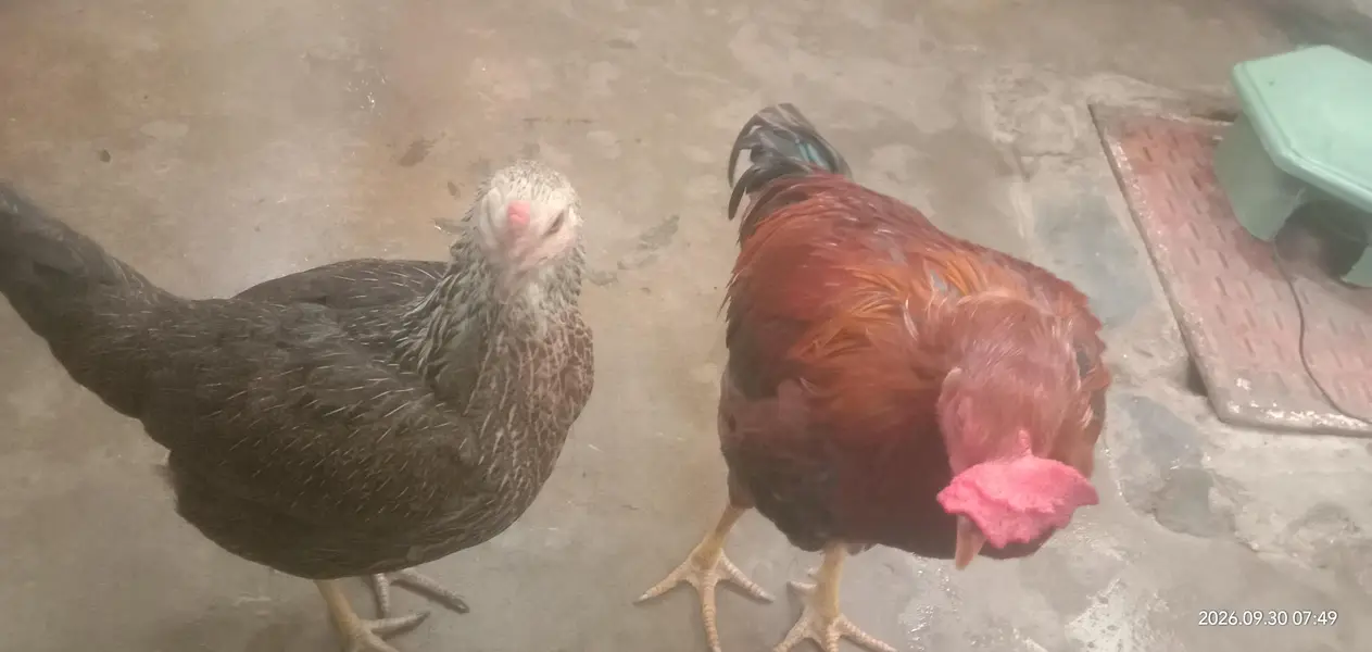 Selling Pair of Hens — photo 3