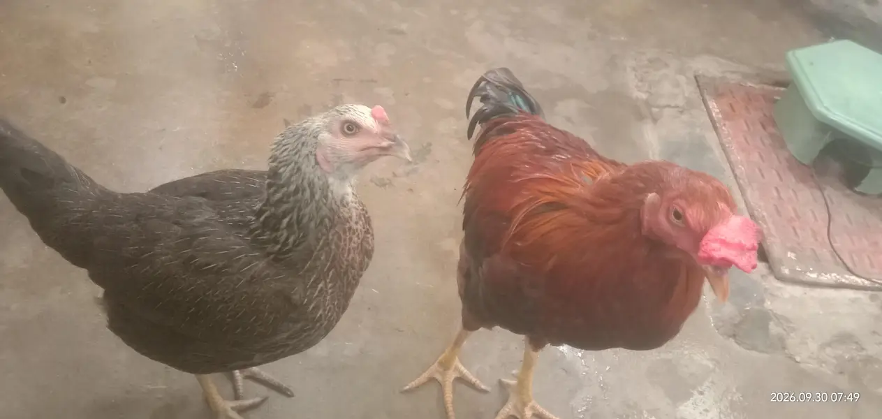 Selling Pair of Hens — photo 4