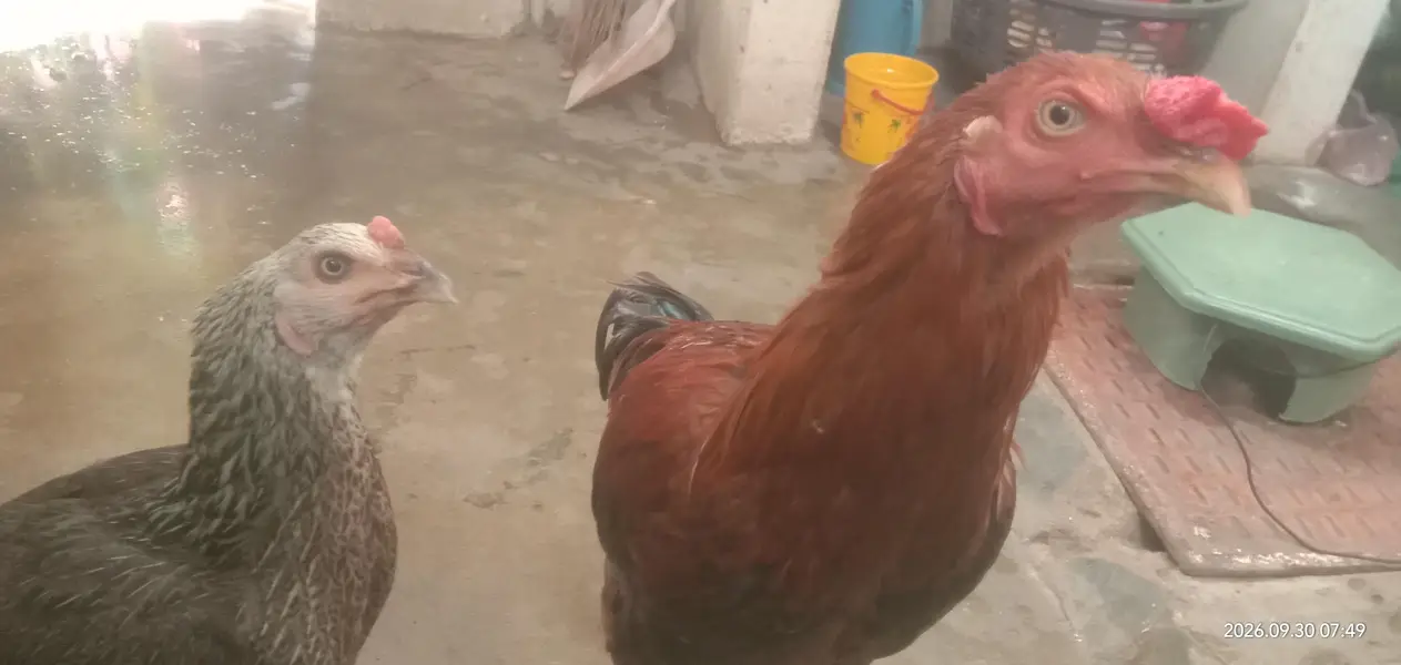 Selling Pair of Hens — photo 5