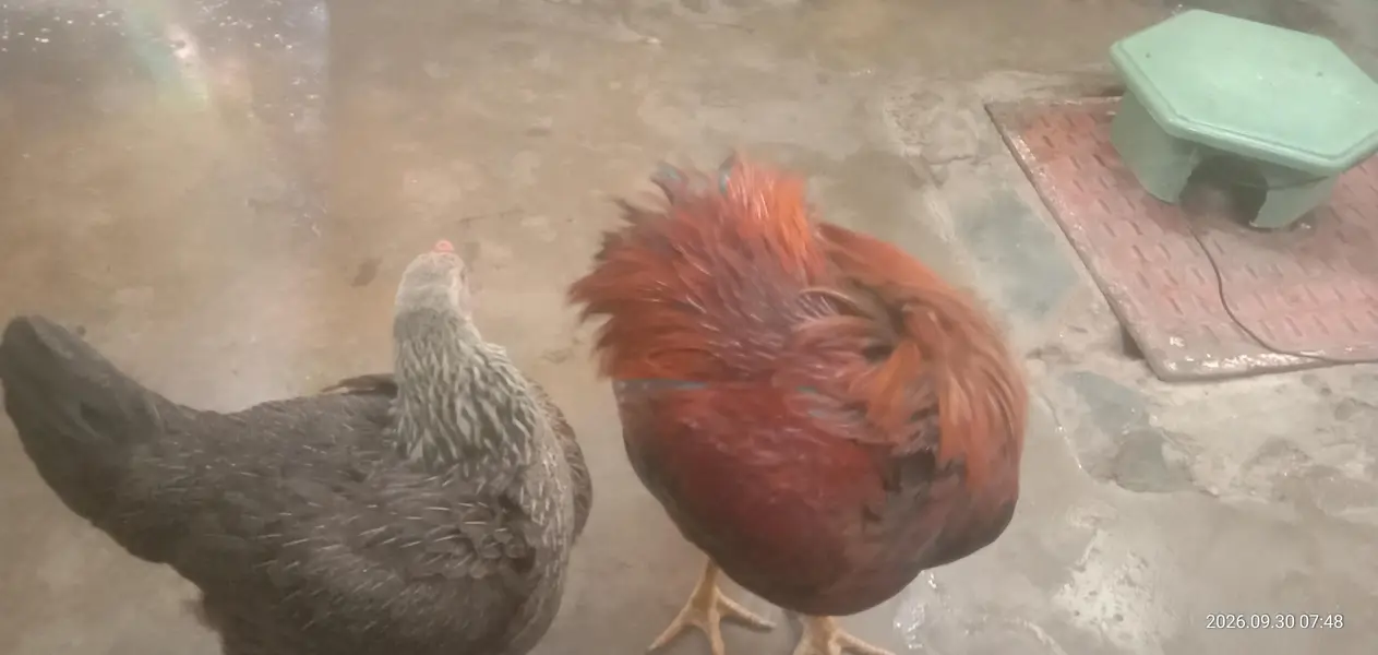 Selling Pair of Hens — photo 6