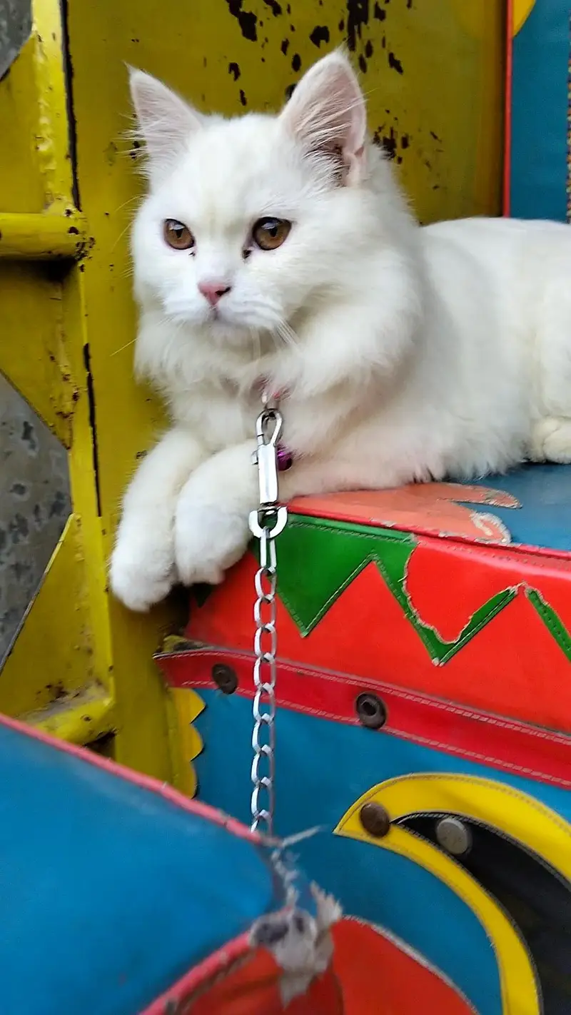 Cat for Sale — photo 5