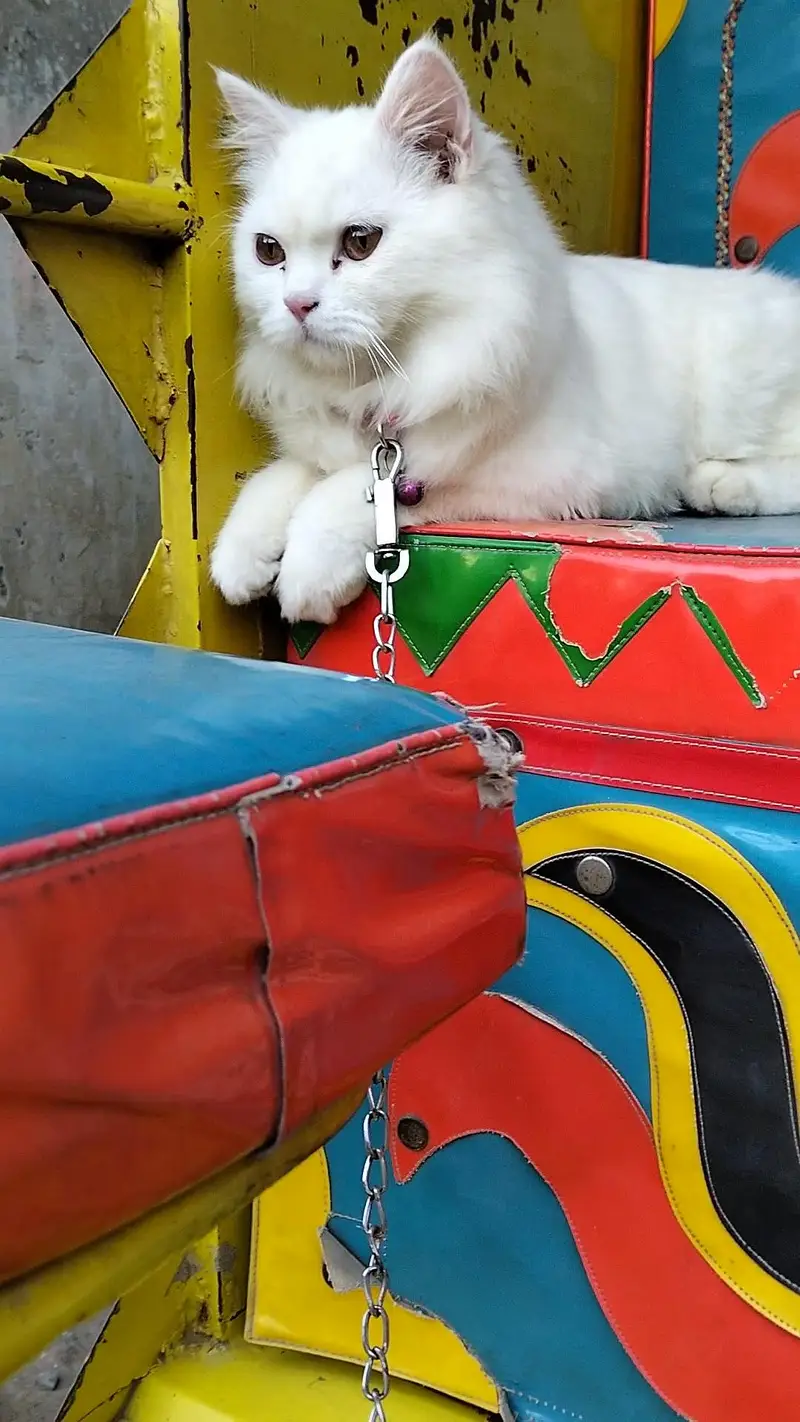 Cat for Sale — photo 6
