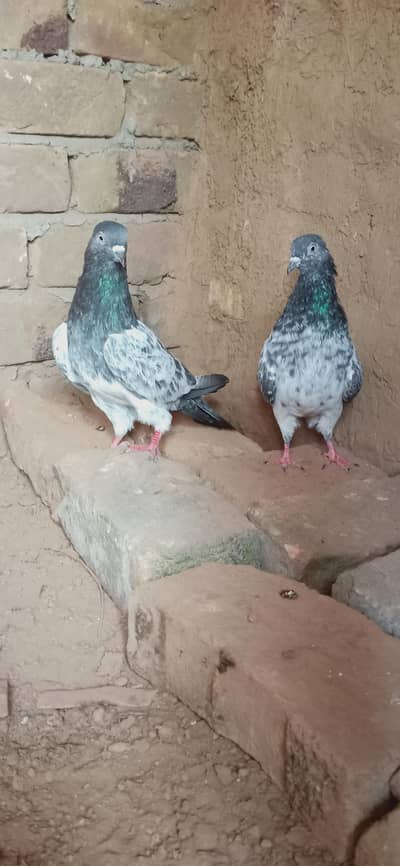 Jory 7 Pair for sale cont 03405965839