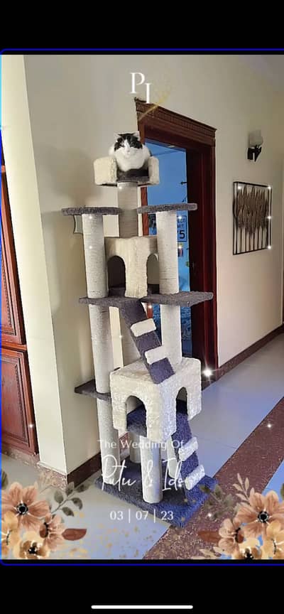 Different kind of pet accessories