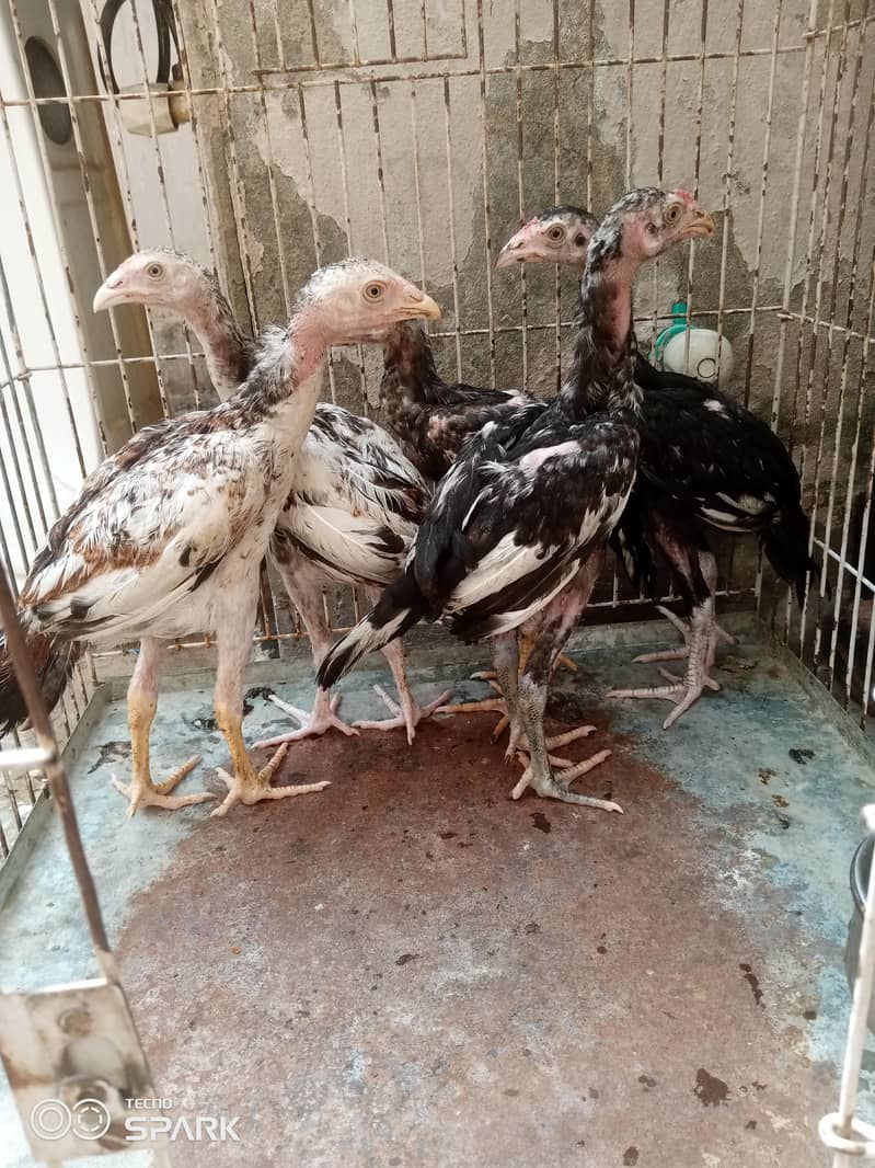 3 ماہ کے خوبصورت Aseel Chicks برائے فروخت 0