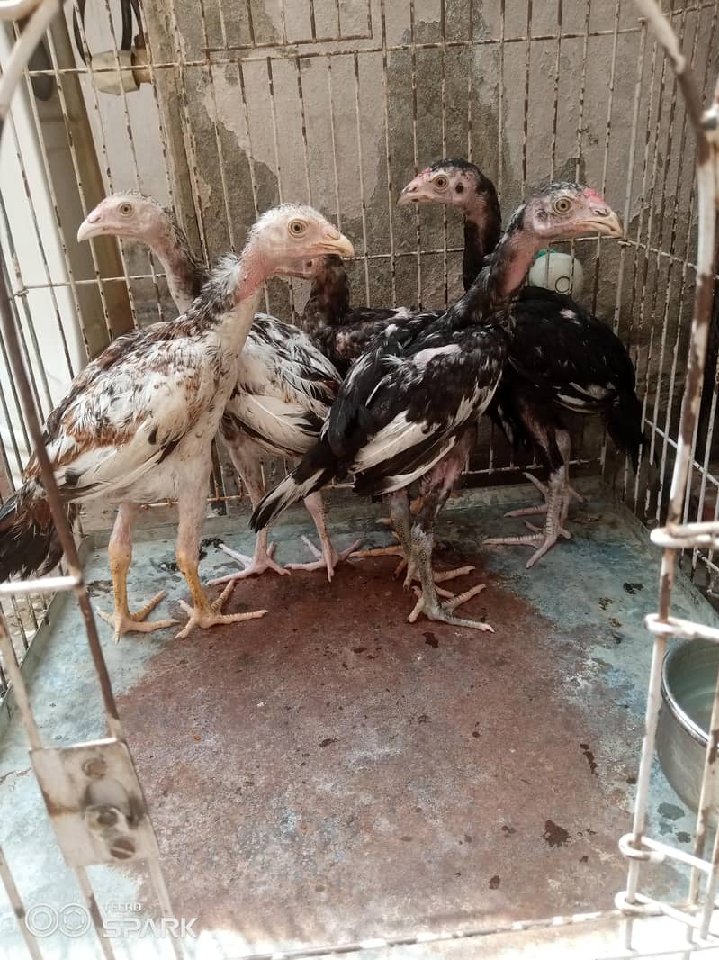 3 ماہ کے خوبصورت Aseel Chicks برائے فروخت 1