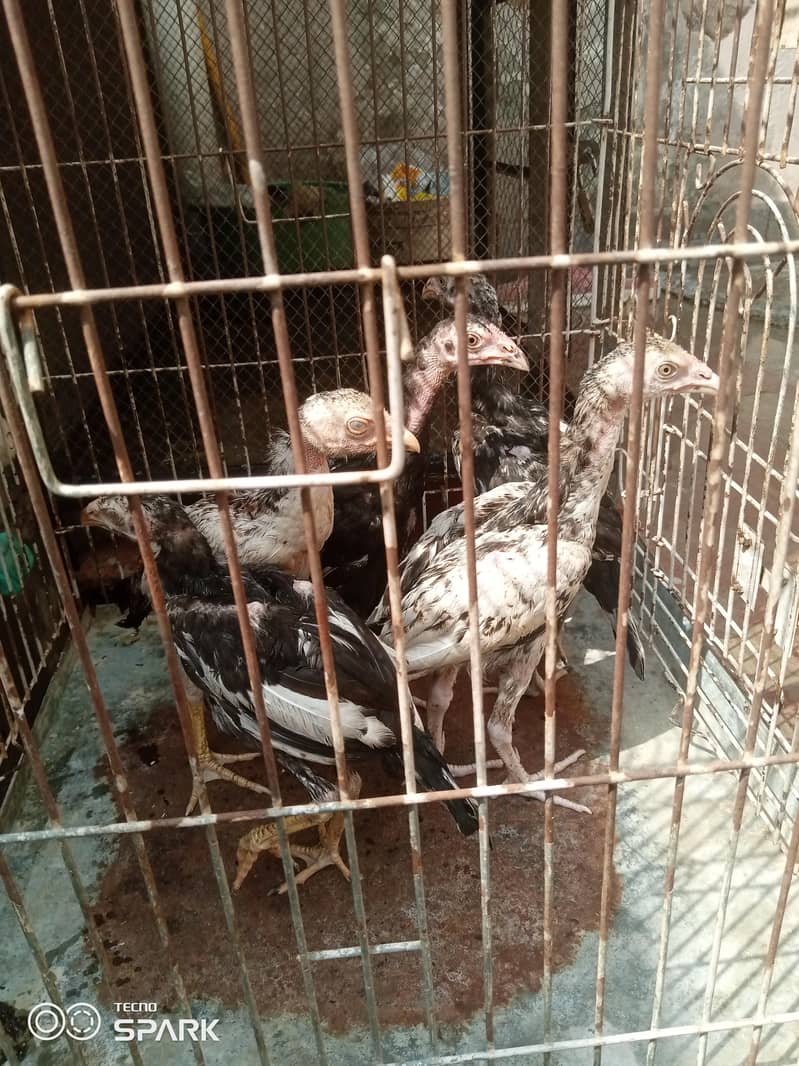 3 ماہ کے خوبصورت Aseel Chicks برائے فروخت 3