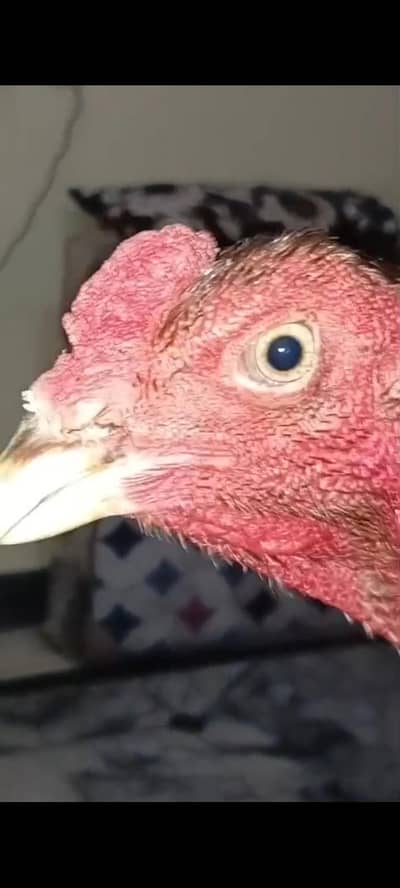 pure burmi back footer patha for sale high Quality bird