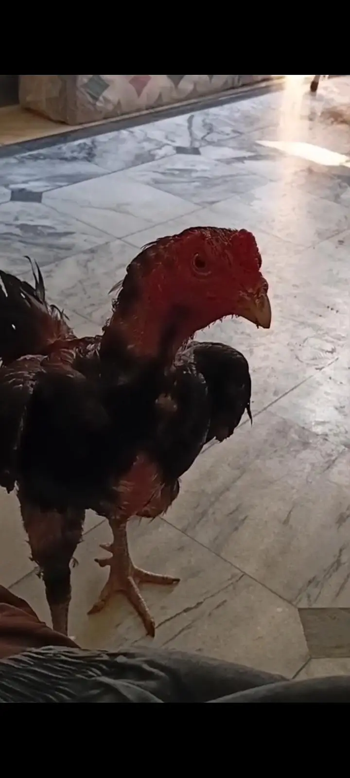 pure burmi back footer patha for sale high Quality bird — photo 4