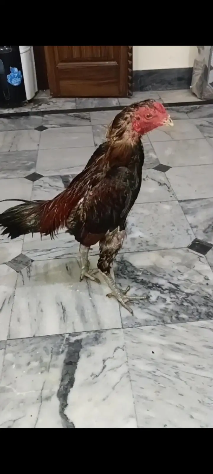 pure burmi back footer patha for sale high Quality bird — photo 5