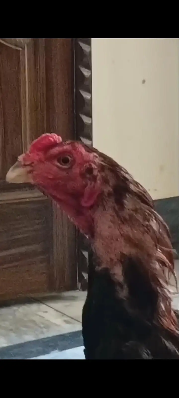 pure burmi back footer patha for sale high Quality bird — photo 6