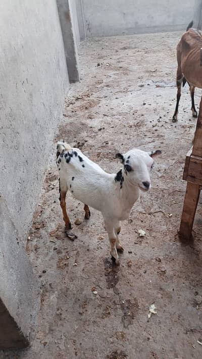 Teda kanj male and bakri gaban03264327019