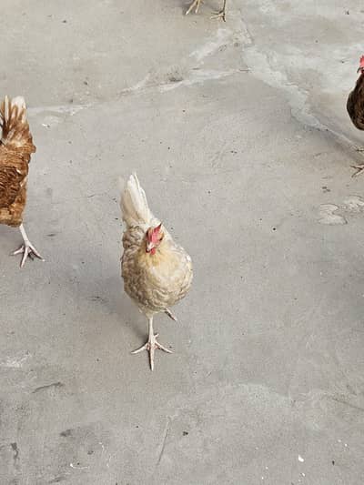 eegg lying hens ghar ki pali full active munasib price