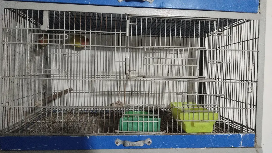 cage available for sale — photo 4